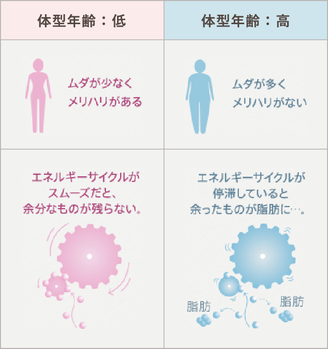 同じ身長・体重でも、ボディラインで印象に差が。