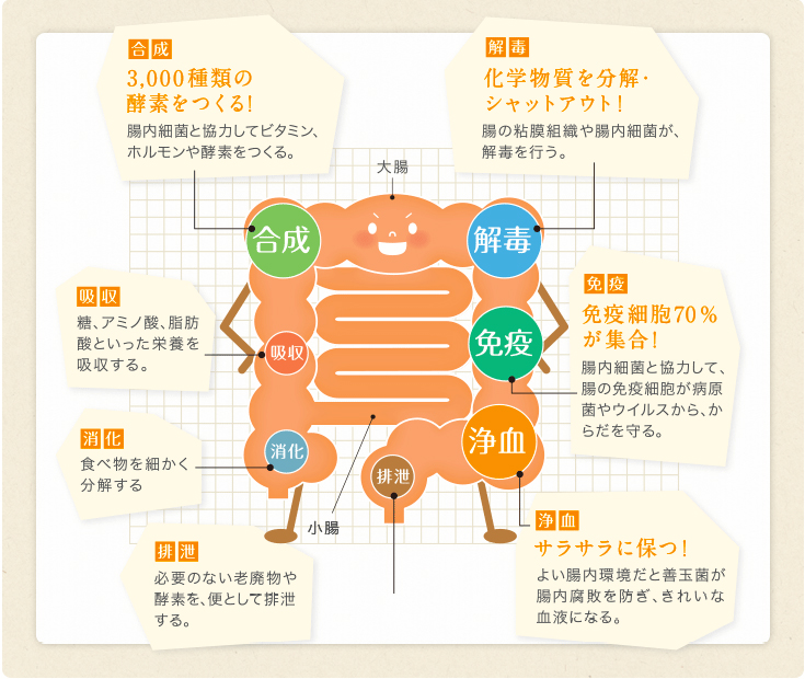 腸は働きもの。1つの臓器で、7役をこなす。