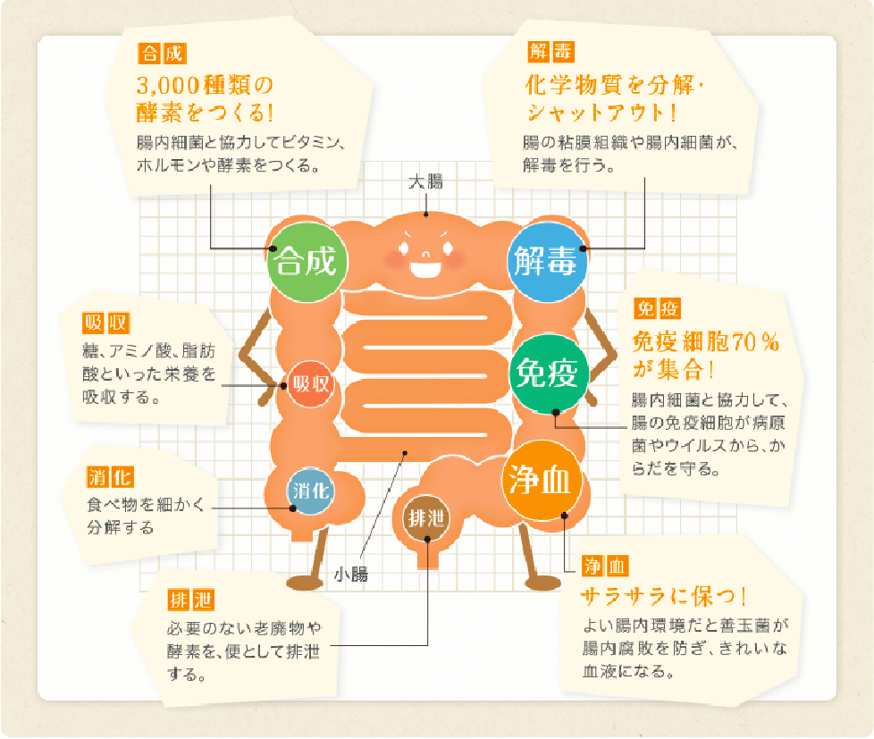 腸は働きもの。1つの臓器で、7役をこなす。