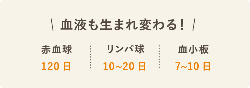 からだの生まれ変わりと血液