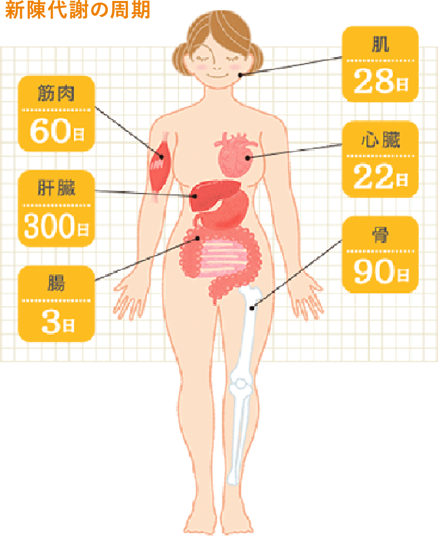 からだの生まれ変わりと血液