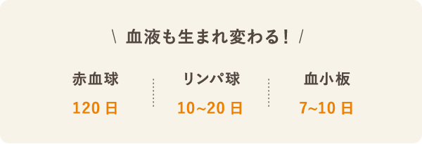 からだの生まれ変わりと血液