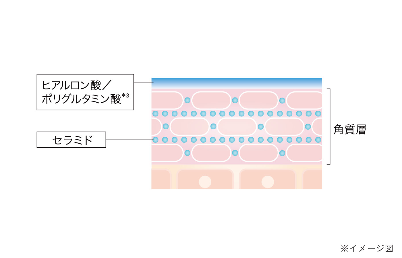 角質層を水分で満たす