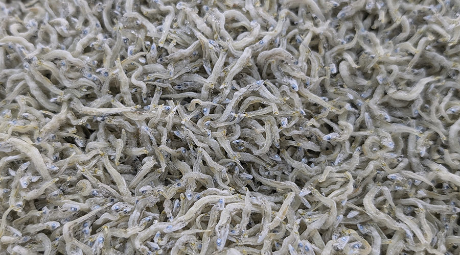 小魚の佃煮