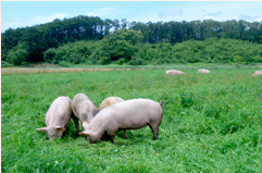 北海道産豚肉ケチャップソテーセット