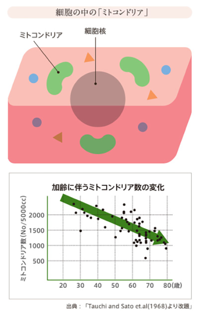 「ミトコンドリア」とは？代謝アップのカギを握る！「ミトコンドリア」