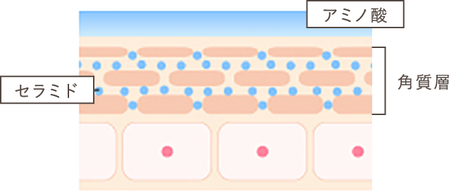 セラミド アミノ酸 角質層