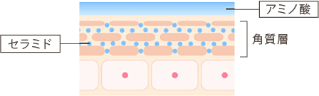 セラミド アミノ酸 角質層