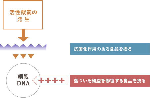 活性酸素を抑え、細胞を守るには