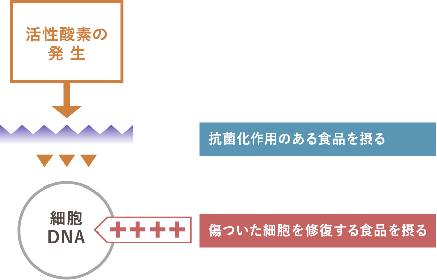 活性酸素を抑え、細胞を守るには