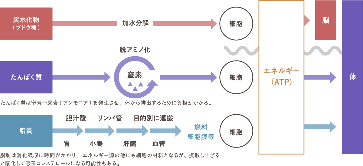 脳にとって唯一のエネルギー源「ブドウ糖＝炭水化物」