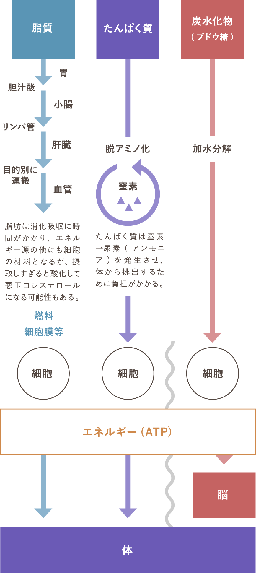 脳にとって唯一のエネルギー源「ブドウ糖＝炭水化物」