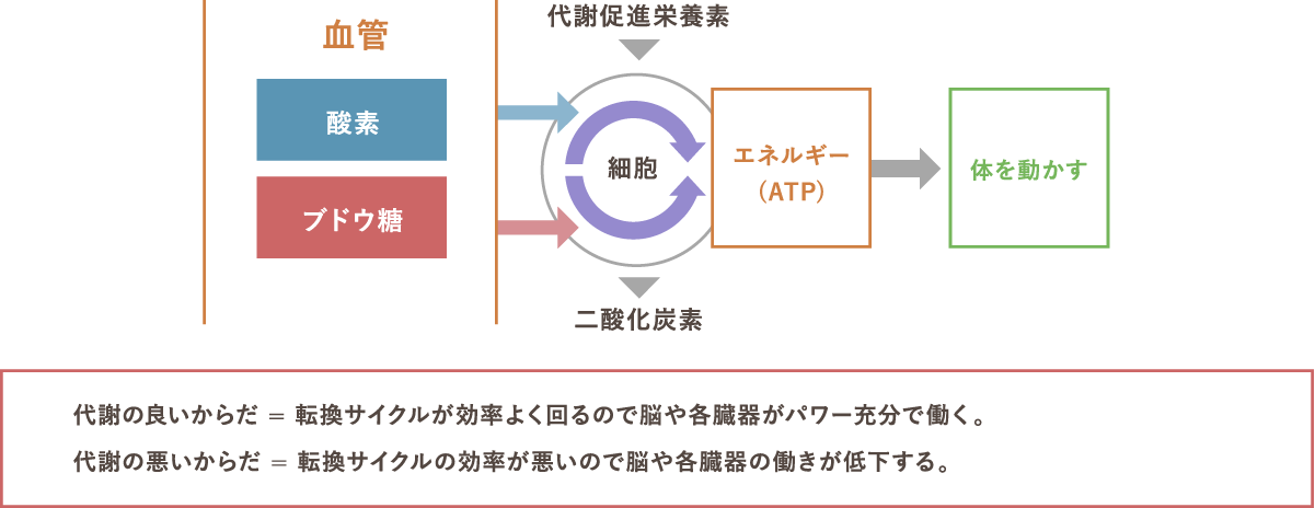 代謝の良い体とは