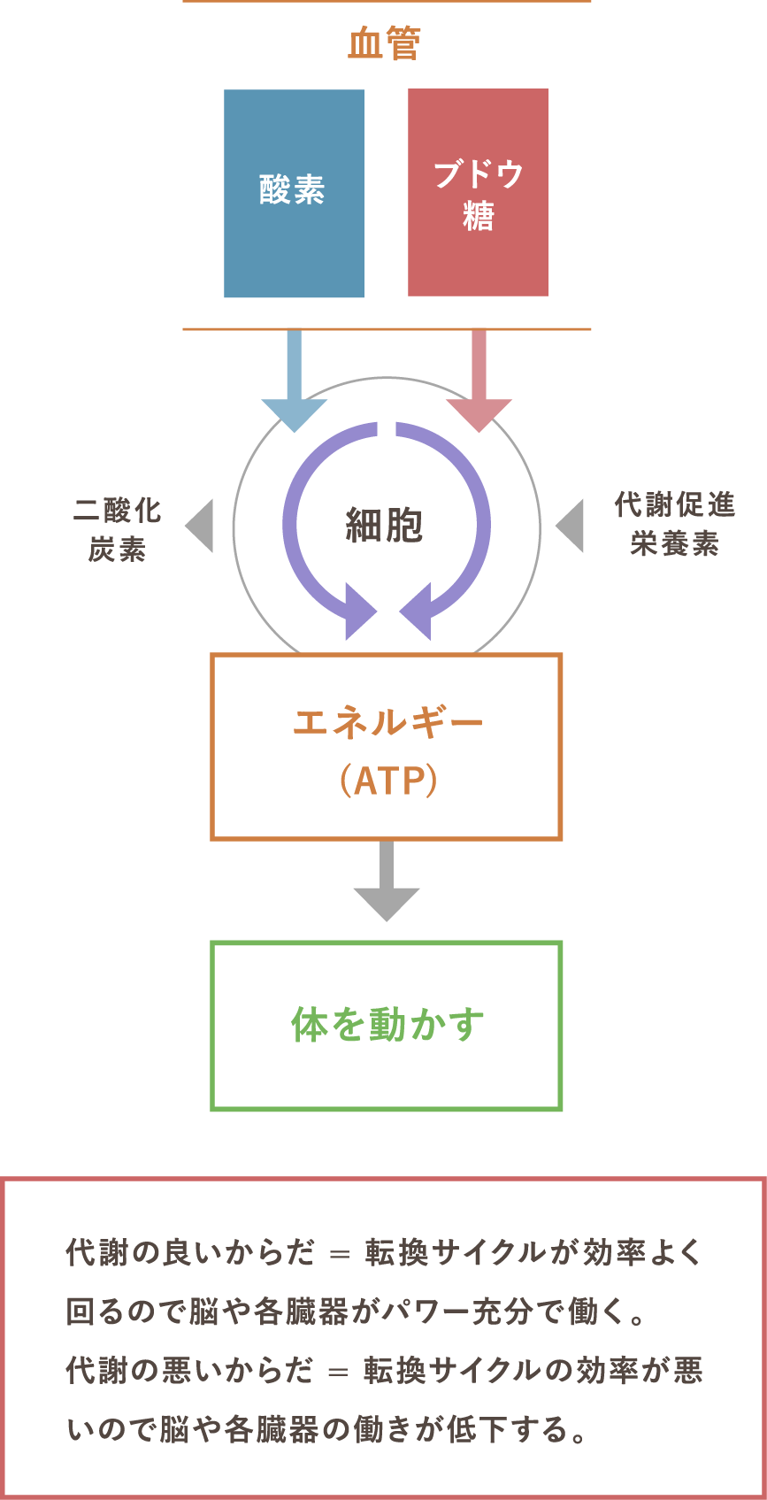 代謝の良い体とは