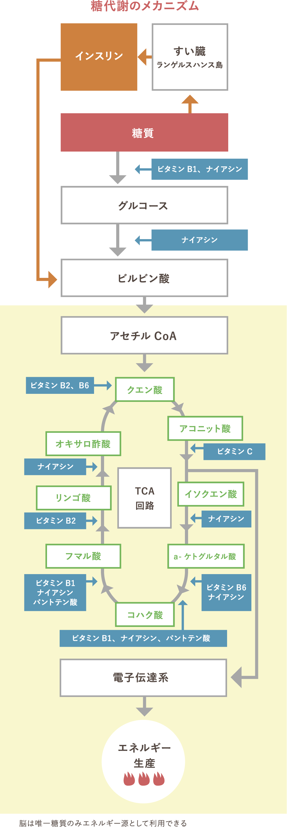 摂取したブドウ糖を効率よく代謝させる