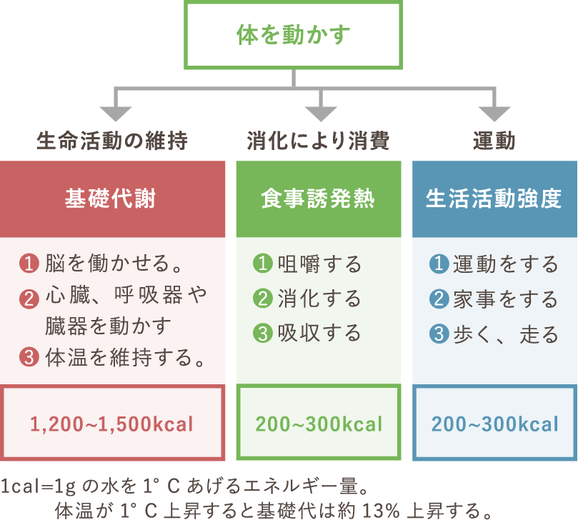 3つのエネルギー「基礎代謝」「食事誘発熱」「生活活動強度」